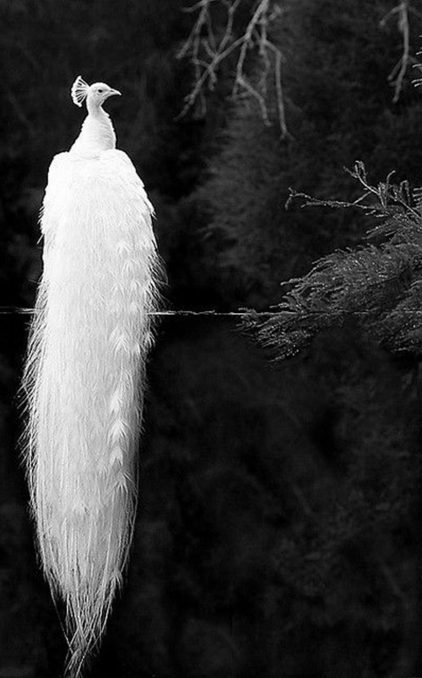 White Peacock Foto