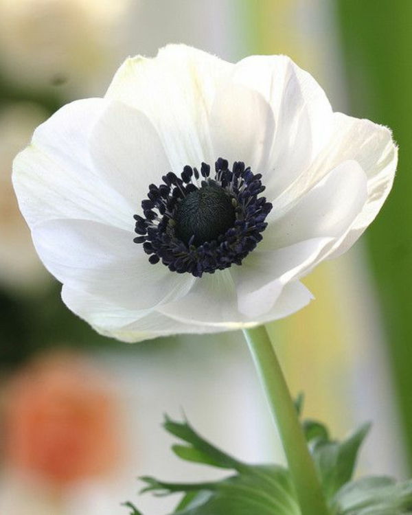 anêmona-bonita-frühlingsblume- branco