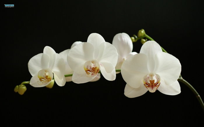 bela orhideja, črno ozadje, občutljivo cvetje, spoznajte svet cvetja
