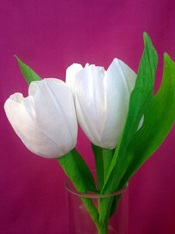 Bielo-krásny, tulipán, drotár