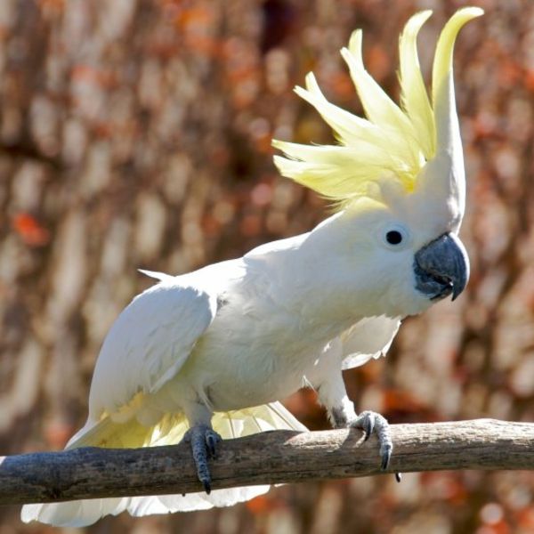 Vit Parrot-kakadua-in-vit-