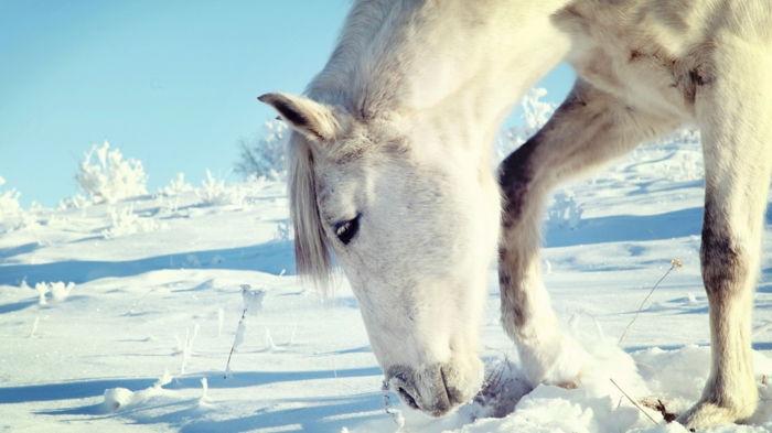hvit-hest-i-snø