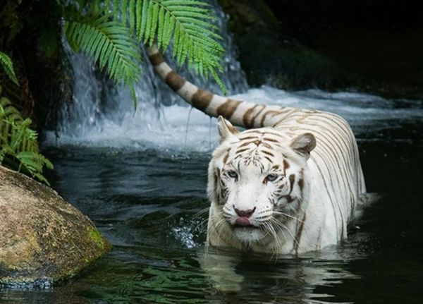 baltesnis-tigras-vandenyje gražus-gyvūnas-nuotraukos elegantiškas išvaizdą