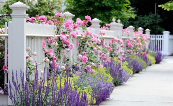 balta tvora ir daugelis gėlių rožinė ir violetinė
