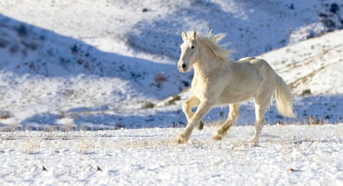 baltas arklys-in-snow-žiemos-photo