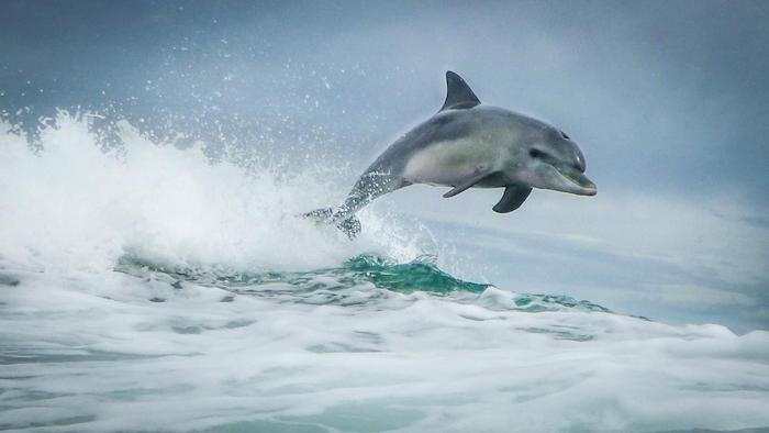 Dette er et bilde med en grå delfin som hopper over bølger og sjø med et blått vann - dolfinbading