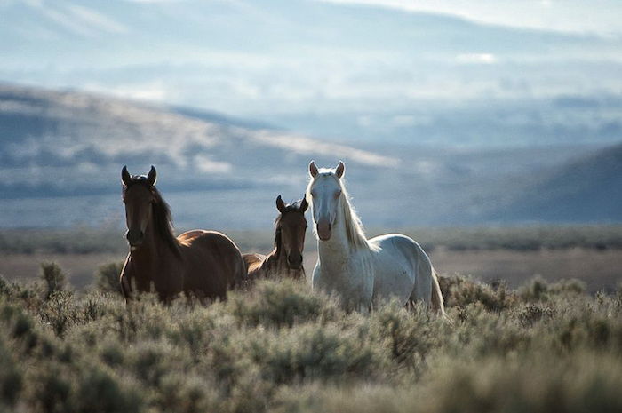 sălbăticie cu un cal alb și doi cai de frunte, iarba verde și munți, imagini frumoase de cai și zicări