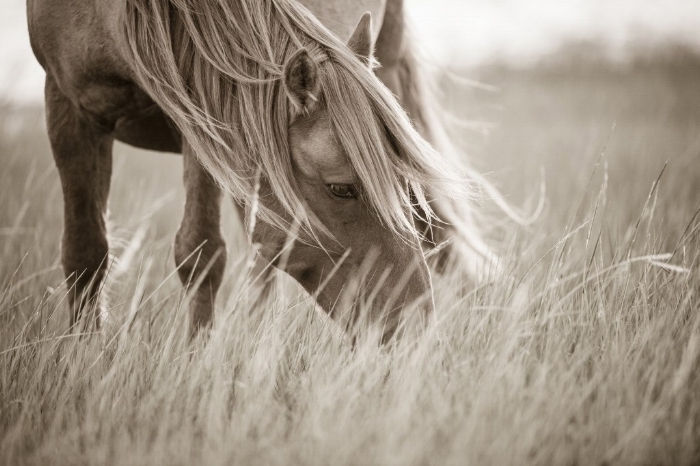 een bruin paard met zwarte ogen en gele lange manen, gras, een mooie paardenfoto