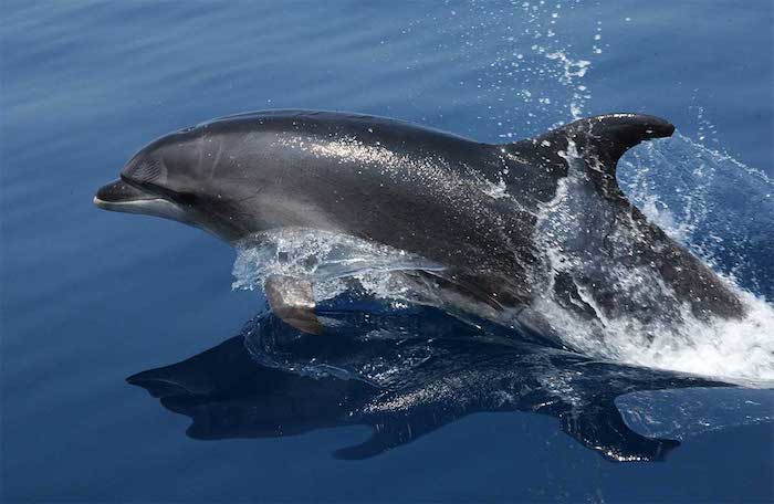 vaizdas su dideliu pilku delfinu, šokinėjančiu per jūrą, su mėlynu ir grynu vandeniu, puikus paveikslėlis delfinų žaidimų tema