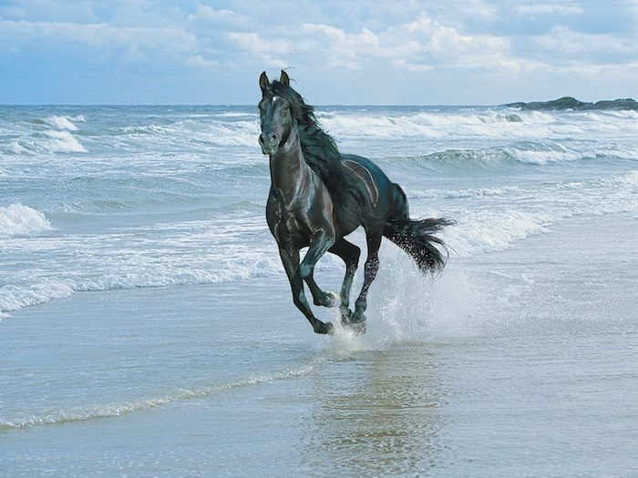 rinnande, svart häst med en tät svart mane, hav med vågor och strand med sand, blå himmel med vita moln
