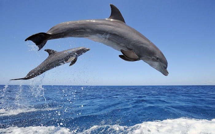 Tai yra nuotrauka su dviem dideliais pilkais delfinais šuolyje, mėlynu dangumi ir jūra su mėlynu vandeniu ir bangomis