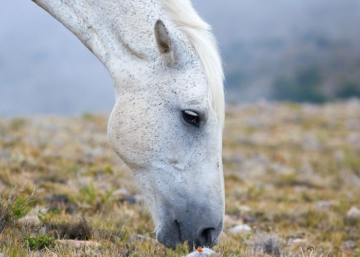 Här är en vit häst med svarta ögon och en vit man, bild med gräs och små stenar, fin hästbild