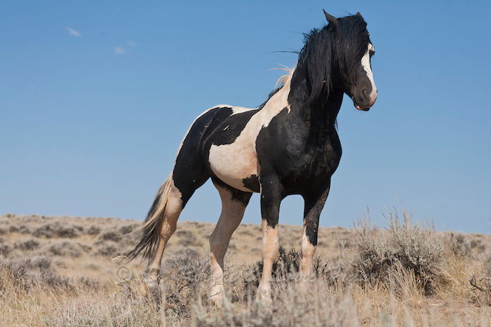 Tu je čierny a biely kôň s čiernou dlhou hrivou, modrou oblohou, obrázok koní so žltou trávou