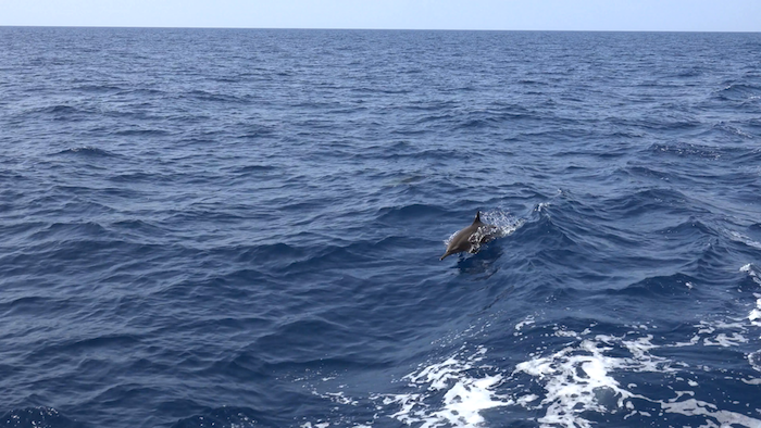 unikt bilde med en liten grå delfin i hoppet og med et stort sjø med et blått vann