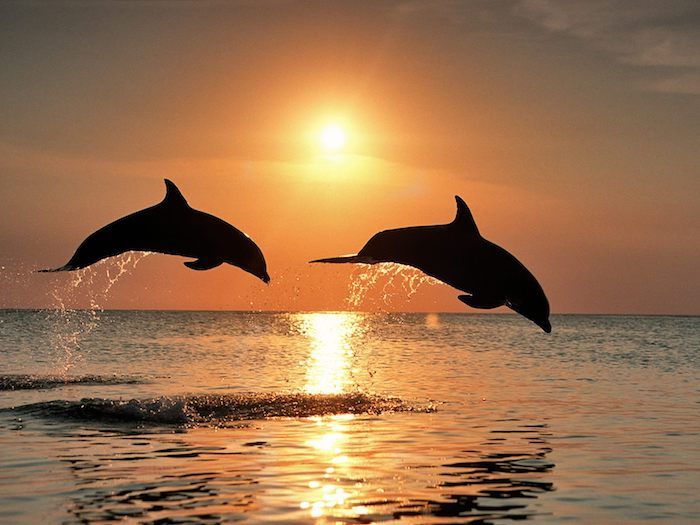 Her finner du to svarte delfiner i hoppet og over havet - flott bilde på temaet delfiner i solnedgangen