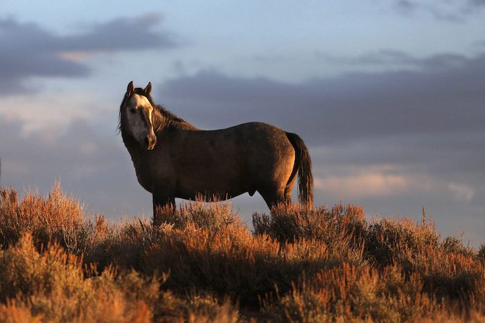 Beeld met een bruin paard met zwarte lange manen, paard in de zonsondergang, installaties en hemel met purpere en roze wolken