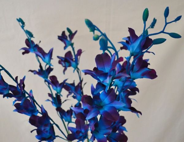 laukinių orchidėjų, gėlių apdaila-idėjos-už-apdailos-in-mėlyna