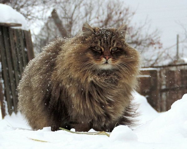 Cat wild-Siberian
