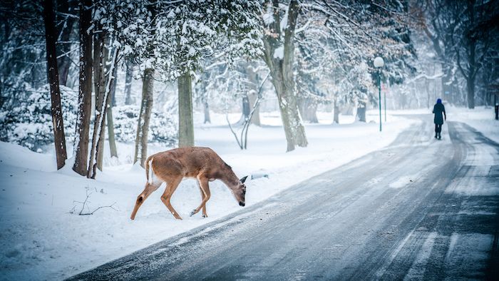 en vinterscene med hjort og sti med menneske - vinterhage med trær og snø