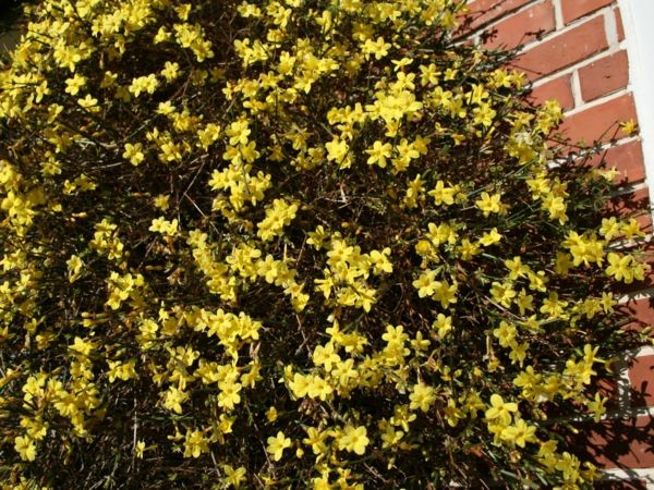 rumena zimski jasmin plezanje rastlin rumena