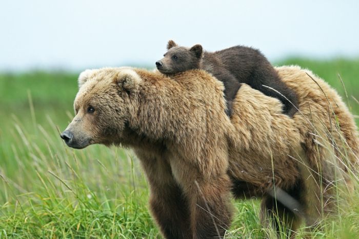 Baby Bear está deitado em sua mãe, belas fotos de animais fofos, conhecer a vida selvagem mais perto