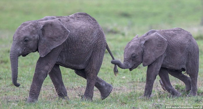 komik hayvan resimleri, bebek ve anne filler, hayvan dünyasını yakından tanımak, fantastik resimler