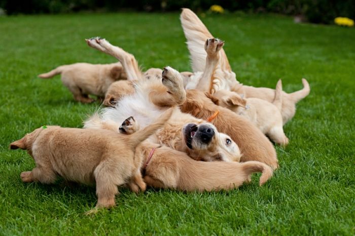 obrázky s vtipným zvieraťom, detské psy hrajú so svojou matkou na záhrade, lepšie spoznajú zvieracie kráľovstvo