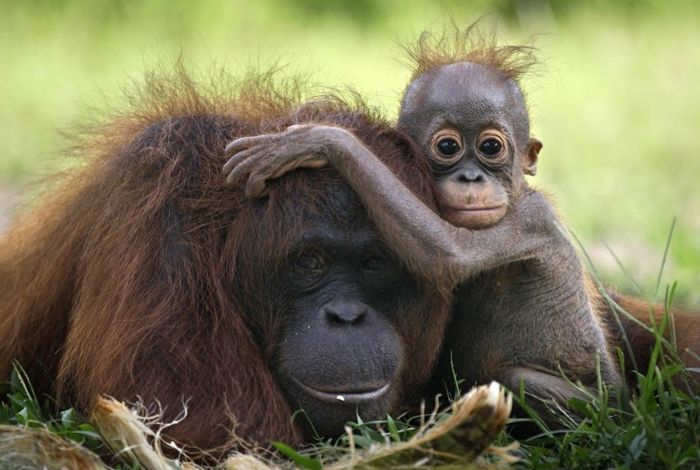 Mor og baby orangutanger, søte babydyr med foreldrene deres, lærer dyryret bedre