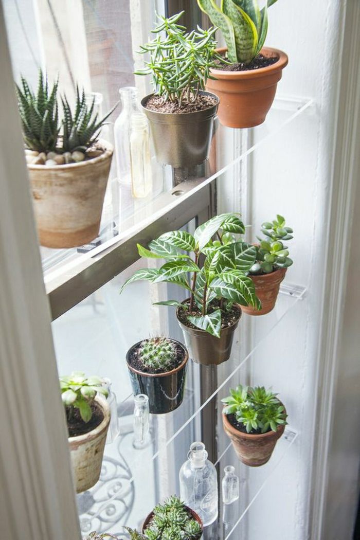 Levande idéer Vardagsrum: Fönster dekoration med succulenter och andra växter på en glashylla