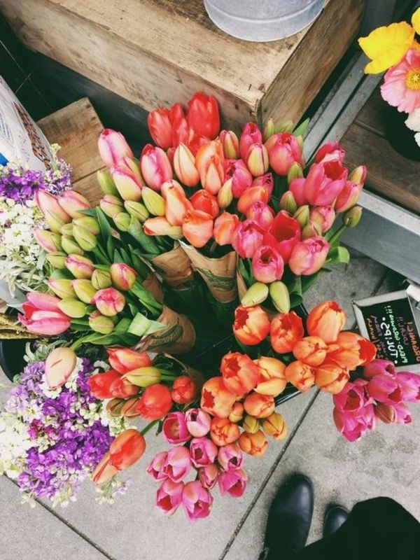 fantastisk tapet tulipan-plante-the-tulipan-tulipan-in-amsterdam-tulipan tapet tulipan-kjøps-