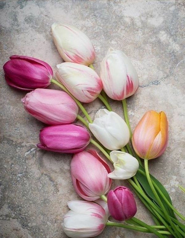 fantastisk tapet tulipan-plante tulipaner-the-buy-tulipan-tulipan-in-amsterdam-tulipan tapet
