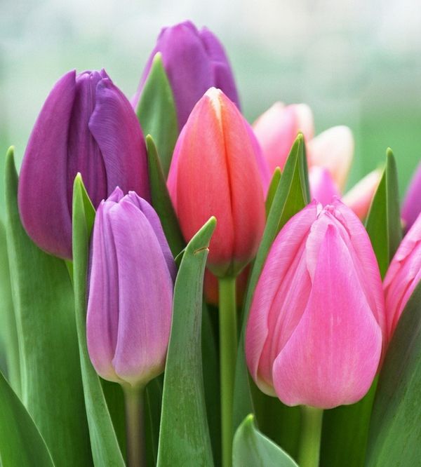 Buy-tapet tulipan-plante-tulipan-tulipan-in-amsterdam-tulipan tapet tulip-- fantastisk
