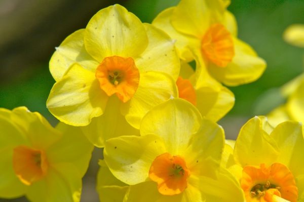 fantastisk-påskelilje-plante gul-blomst