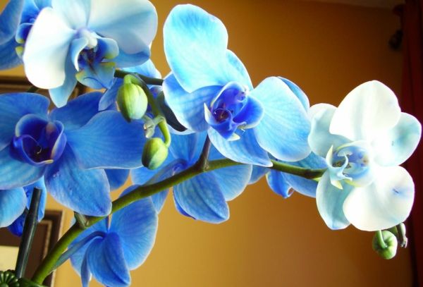 nuostabus-orchidėja-in-mėlyna niuansų-gražūs-Floral Deco gėlių dekoracija
