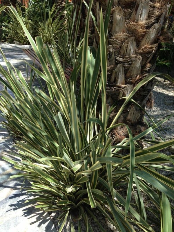 underbart-växt yucca-växter trädgårdsväxter-palmer-deco-by-the-garden