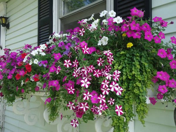 nádherné kvety case-by-the-balkón