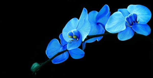 prachtige foto-orchidee-in-blue-on-black-background