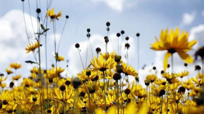 gražūs vaizdai geltonai saulėtos gėlės