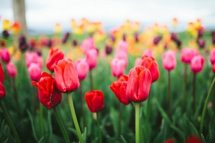 vakre tulipaner i alt slags farger