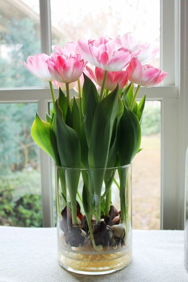 vakre tapeter tulipan-plante-the-tulipan-tulipan-in-amsterdam-tulipan tapet tulipan-kjøps-
