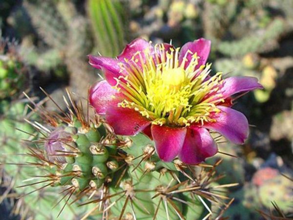gražus žydėjimas-of-a-kaktusas - fotografuojant arti
