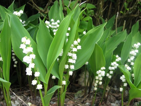 frumos-flori-decorate pentru flori-in-alb-lily_of_the_valley-primăvară-alb-primăvară flori de primăvară
