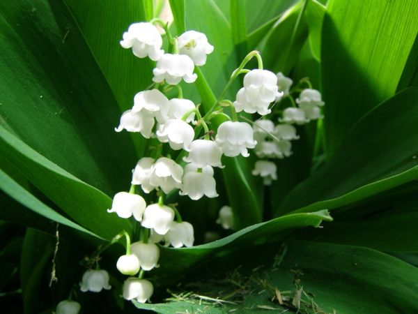 vakker-blomst-dekorert for fjær vårblomster-i-hvitt