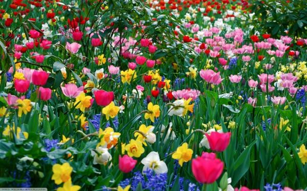 vakker-vårblomst-tulipan-påskelilje gul