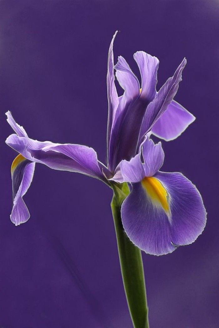 frumos violet floare-Siberian Iris