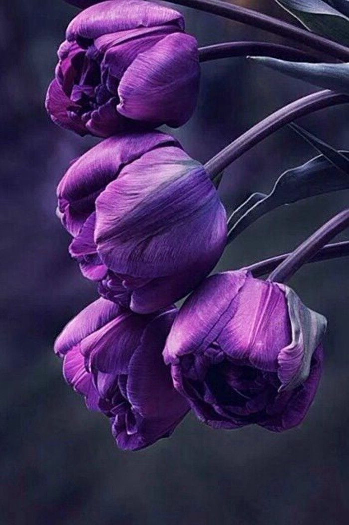 frumos violet lalele-la-Inspire