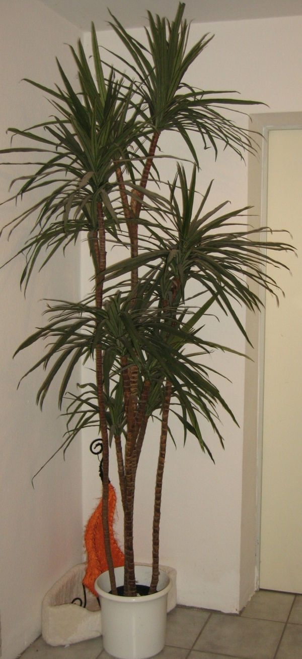 vackra palmer - för en mysig lägenhet