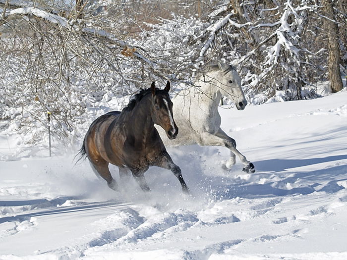 mare fotografie - doi cai frumosi