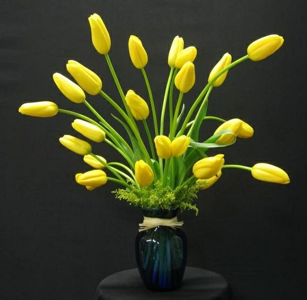 piękny słodki żółty tulipan-francuski