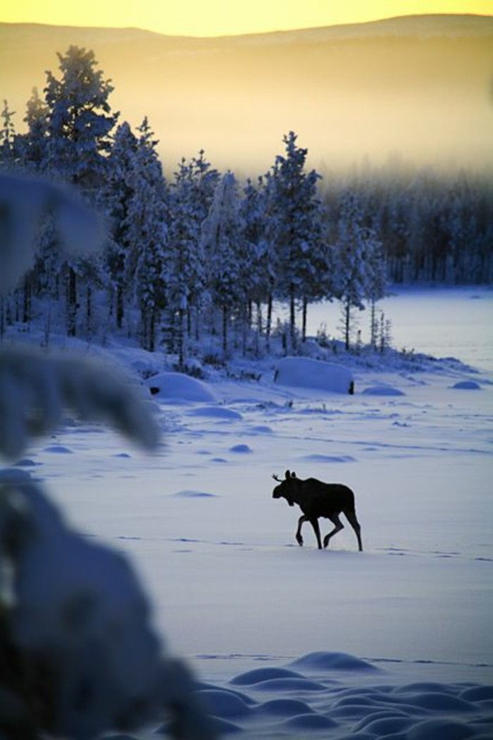imagine frumoasă de iarnă Elk în zăpadă în curs de desfășurare
